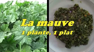 LA MAUVE, 1 plante sauvage, 1 plat