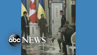 Bomb-sniffing dog awarded medal by Ukrainian president