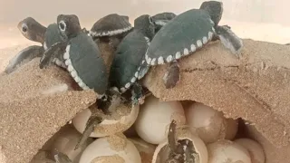 HUNDREDS BABY SEA TURTLE