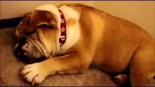 Смешной храп спящей собаки ,  Funny snoring sleeping dog