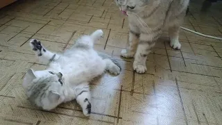 Мама кошка воспитывает своего котенка Скоттиш фолд и скоттиш страйт