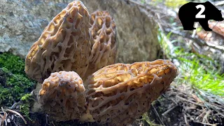 Spring Bear Hunting in the Frank Church - River of No Return Wilderness | Wilderness Morels