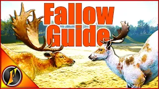 Fallow Deer Guide! | Times, Weapons, Locations, & More!