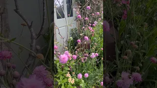 The beautiful 'Knautia Macedonica Melton Pastels..#garden #shorts #video