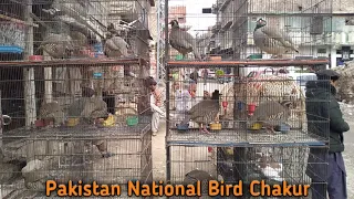 Pakistan National Bird Chakur |Chakur Partridge 2023 |Chakor Shop Parachinar |Jibran Fancy Birds