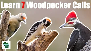 Learn 7 Common Woodpecker Calls (Eastern North America)