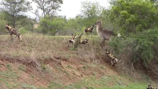 Pack of wild dogs against one water buck cow, who will win? Round one to the water buck.