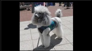 "Ruby Roo," a Standard Poodle from Kansas City, MO, Dock Dives in the Senior Division at 2024 WKCDS