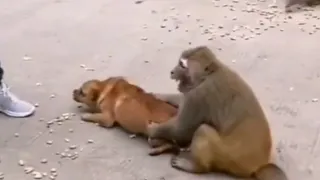 DOG VS MONKEY FIGHT😂 | batangas tv