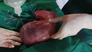 C-Section procedure in dog
