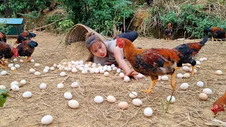 Harvesting Chicken Eggs Going to the market to sell - Gardening - Cooking _ Living with nature