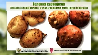 Головня картофеля (Thecaphora solani Thirum et O'Brien. (=Angiosorus solani Thirum et O'Brien.))