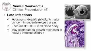 Helminths Hookworms