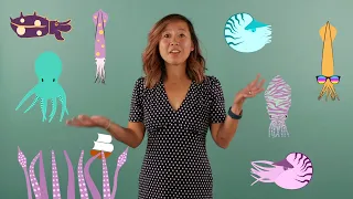 The ABCs of Cephalopods with Conservation Biologist Samantha Cheng