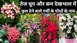 तेज धूप और कम देखभाल में ढेरों फूल देने वाले गर्मी के पौधों के नाम / Summer Flowering Plant name