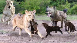 The Power Of King Lion! 4 Lions destroy mother and Hyena cubs within 1 second