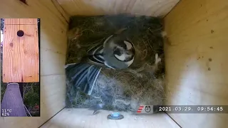 ⚠SHOCKING CONTENT⚠ Great tits - Fight for the nesting box