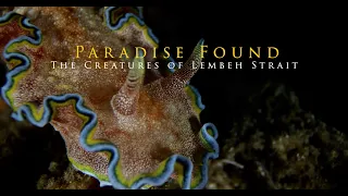 Paradise Found: Creatures of Lembeh Strait