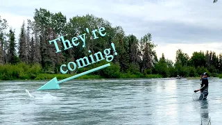 Kenai River Alaska Sockeye Salmon Fishing Report! College Hole Update!