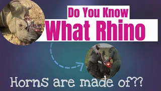 Why are Rhino Horns So Valuable? Do You Know What Rhino Horns Are Made Of?