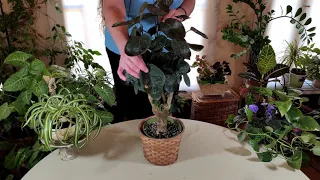 What to Do if You Sunburned Your Houseplant