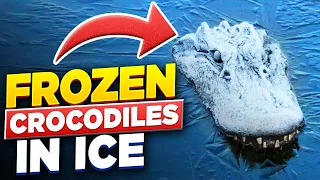 How Crocodiles Survive In Frozen Iced Water