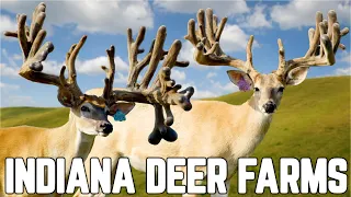 Indiana Deer Farmer Showcase