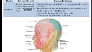 Nerves and Vessels of the Face - Dr. Ahmed Farid