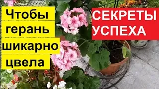 ПЕЛАРГОНИЯ ИЛИ ГЕРАНЬ СЕКРЕТЫ ВЫРАЩИВАНИЯ. КАК ПОДГОТОВИТЬ К ЗИМЕ.