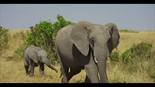 Elephant AMAZING Beautiful Nature 4k Ultra HD