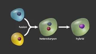 Modifying Cell Identity Through Reprogramming