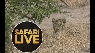 safariLIVE - Sunrise Safari - June 29, 2018