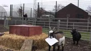 The Goat Race Mini Film