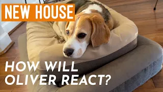 Cute beagle's new house (2023 edition)