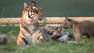 CUTE ALERT!Cute Tiger Cubs Playing 🐆 Funny Tiger Babies Playing Funny Pets