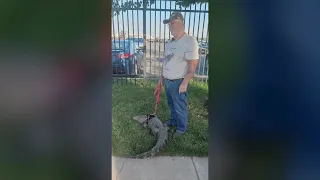 Emotional support alligator named Wally denied entry into Phillies stadium