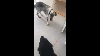 Dog Persistently Chasing Brother to Play Jump Scared Landing on Butt