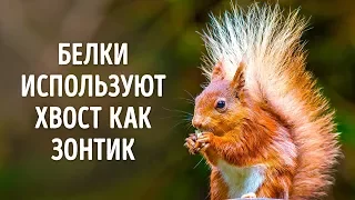 50 Фактов о Животных, Которые Растопят Любое Сердце