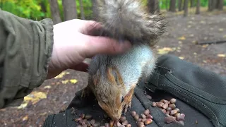 Незнакомая ласковая белка / An unfamiliar affectionate squirrel