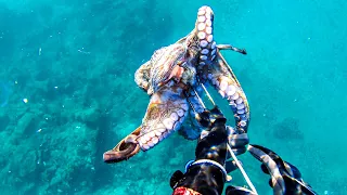 Octopus Hunt vs Winter Spearfishing Croatia February 2024 4K 🇭🇷 🐙