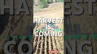 The 2023 harvest season is coming soon! Are you ready? #kooimaag #harvest #harvester