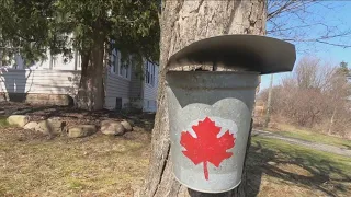 Maple season ending early due to unusually warm weather