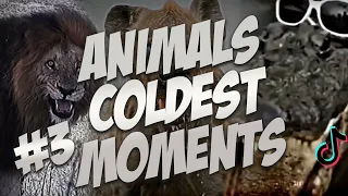 Animals Coldest Moments Part 3
