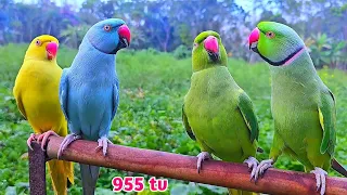 Indian Ringneck Parrot Random Sounds || 955 tv