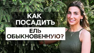 КАК ПОСАДИТЬ ЕЛЬ обыкновенную 🌲 чтобы прижилась. Посадка ели весной или осенью