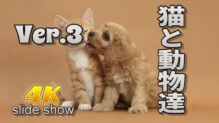 82-3,【猫㊁ Cat】人氣があるから畫像も多い