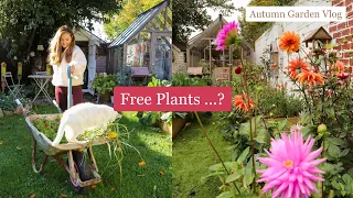 Dividing perennial plants, Geums and hardy Geraniums, Autumn garden vlog