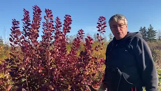 Reducing the size of a bush; Purple Smokebush - pruning part twenty-two