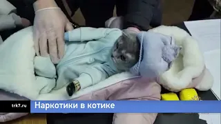 Жительница Красноярского края пыталась спрятать наркотики в плюшевом коте
