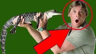 How to ENERGIZE a Room (STEVE IRWIN Charisma Analysis)